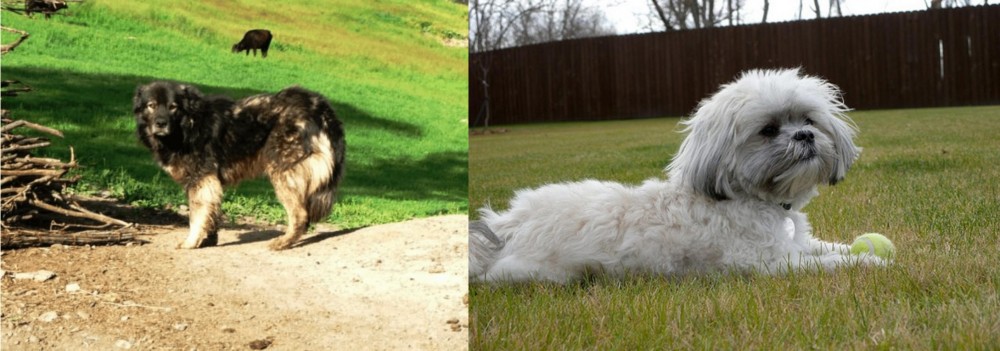 Mal-Shi vs Kars Dog - Breed Comparison