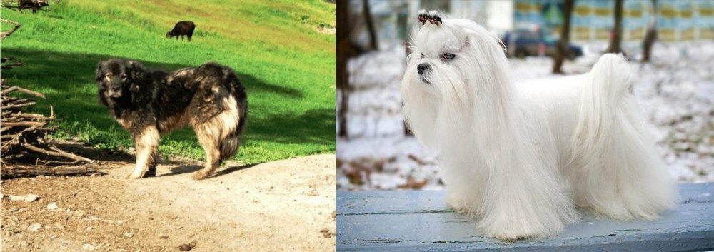 Maltese vs Kars Dog - Breed Comparison