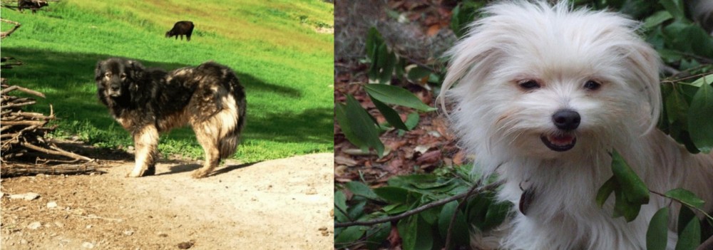 Malti-Pom vs Kars Dog - Breed Comparison
