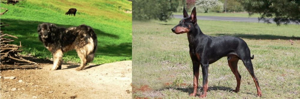 Manchester Terrier vs Kars Dog - Breed Comparison