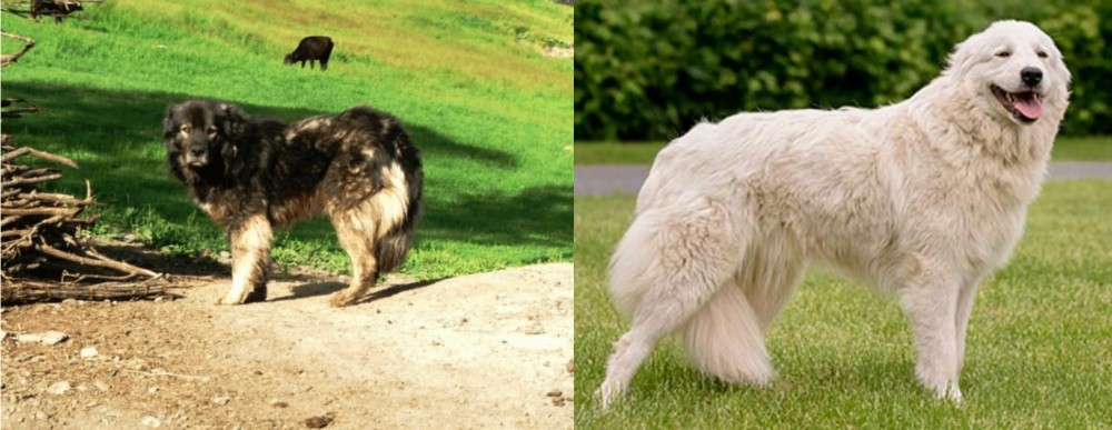 Maremma Sheepdog vs Kars Dog - Breed Comparison