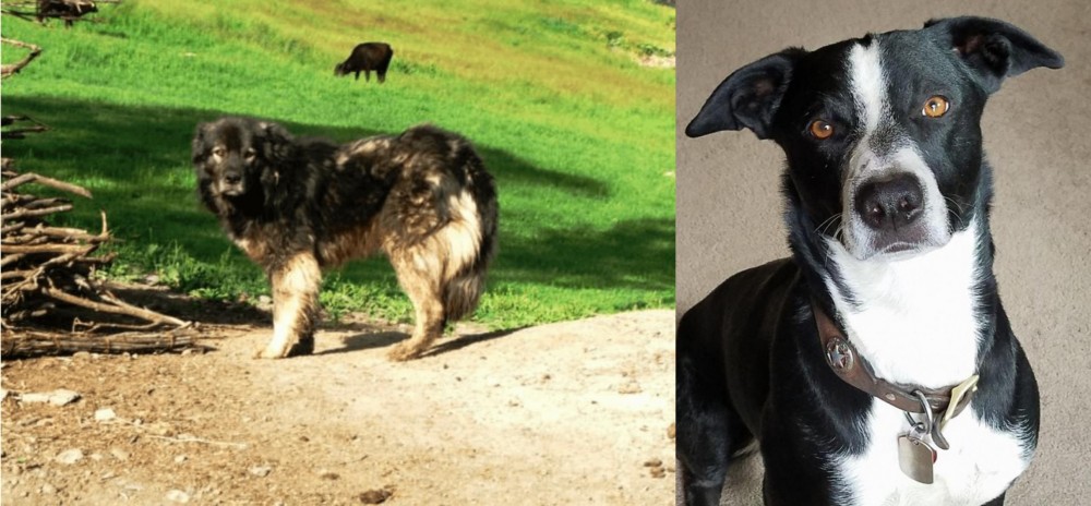 McNab vs Kars Dog - Breed Comparison