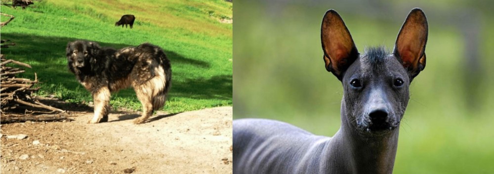 Mexican Hairless vs Kars Dog - Breed Comparison
