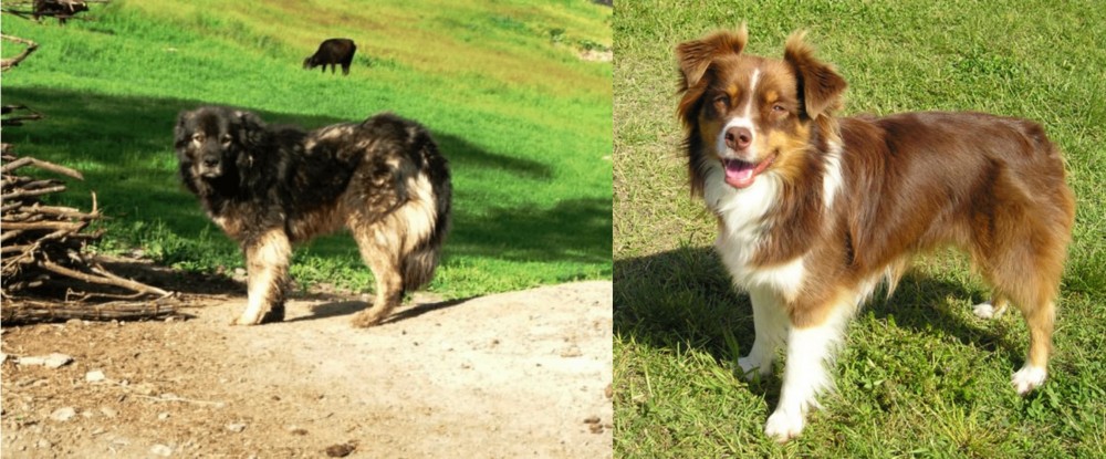 Miniature Australian Shepherd vs Kars Dog - Breed Comparison