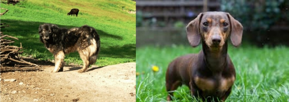Miniature Dachshund vs Kars Dog - Breed Comparison
