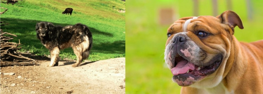 Miniature English Bulldog vs Kars Dog - Breed Comparison
