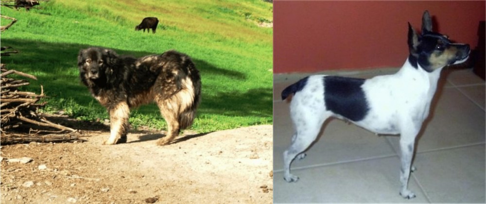 Miniature Fox Terrier vs Kars Dog - Breed Comparison