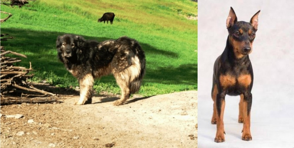 Miniature Pinscher vs Kars Dog - Breed Comparison