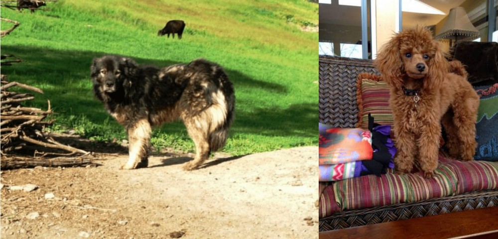 Miniature Poodle vs Kars Dog - Breed Comparison