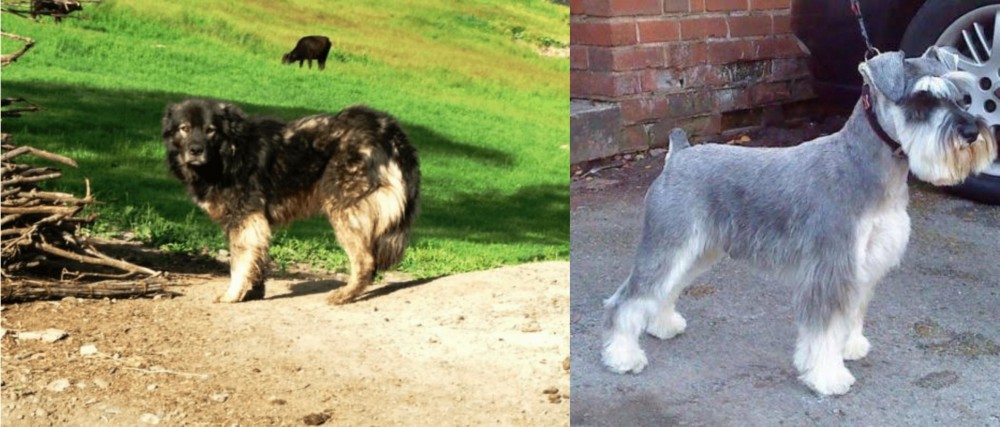 Miniature Schnauzer vs Kars Dog - Breed Comparison