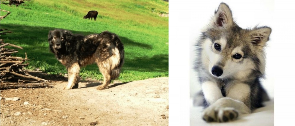 Miniature Siberian Husky vs Kars Dog - Breed Comparison