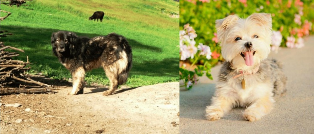 Morkie vs Kars Dog - Breed Comparison