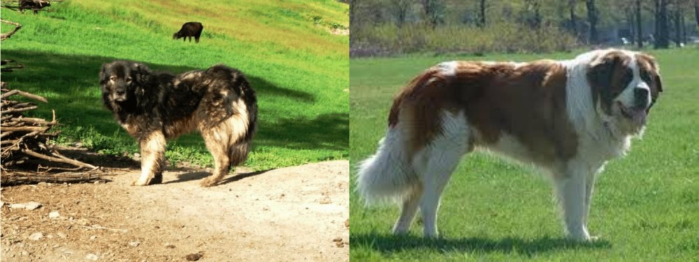 Moscow Watchdog vs Kars Dog - Breed Comparison
