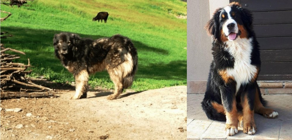Mountain Burmese vs Kars Dog - Breed Comparison