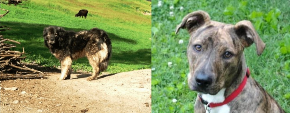 Mountain Cur vs Kars Dog - Breed Comparison