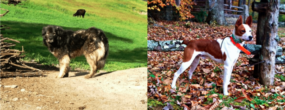 Mountain Feist vs Kars Dog - Breed Comparison