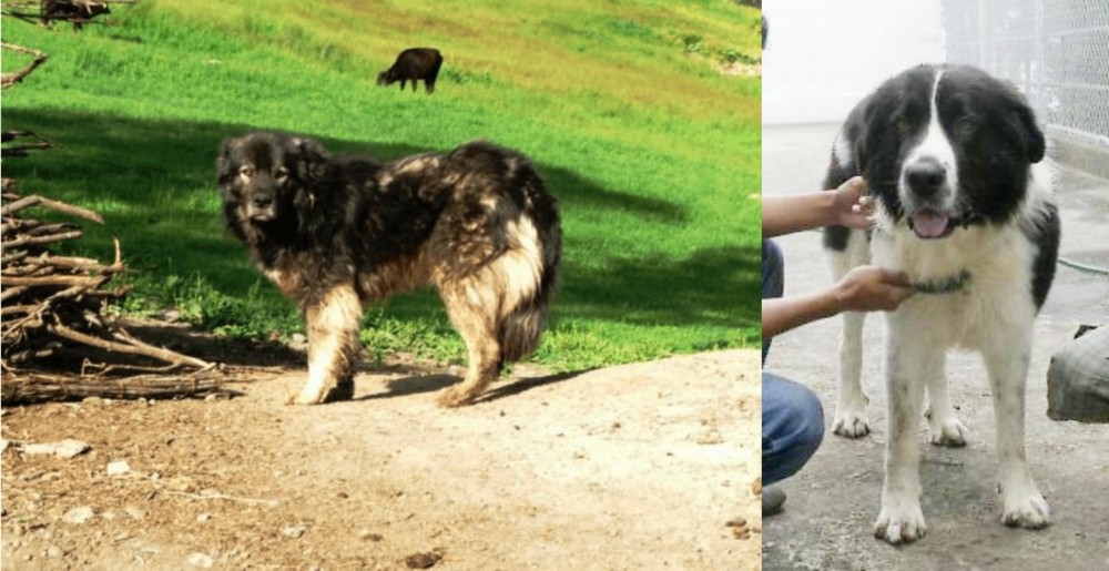 Mucuchies vs Kars Dog - Breed Comparison