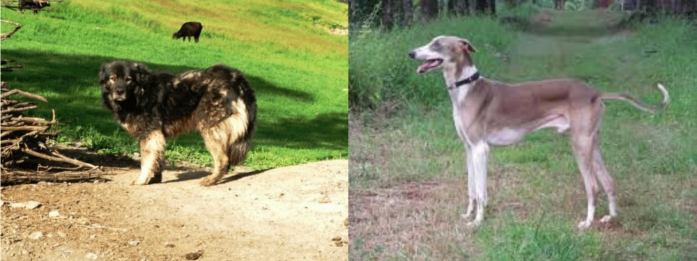 Mudhol Hound vs Kars Dog - Breed Comparison