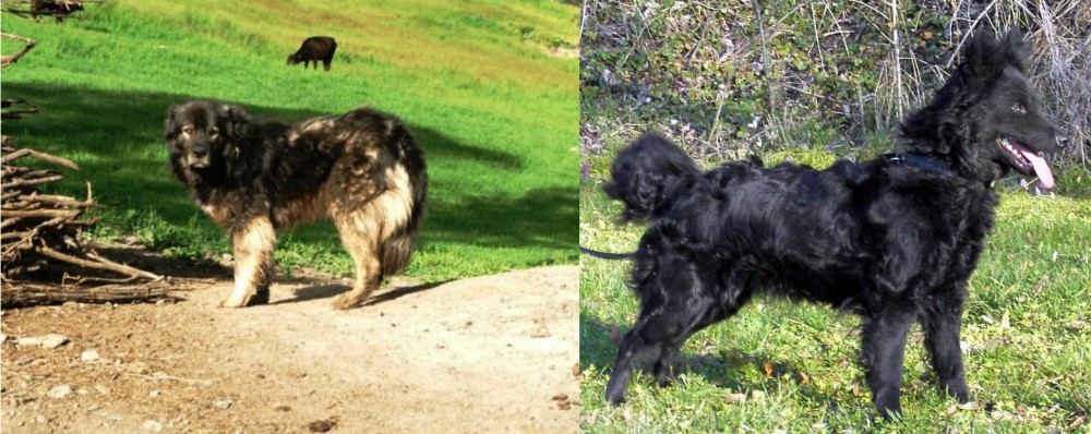 Mudi vs Kars Dog - Breed Comparison
