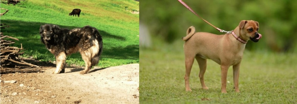 Muggin vs Kars Dog - Breed Comparison
