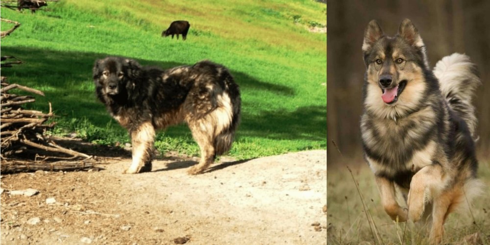 Native American Indian Dog vs Kars Dog - Breed Comparison