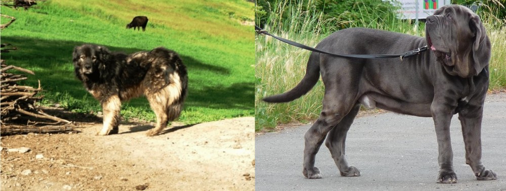 Neapolitan Mastiff vs Kars Dog - Breed Comparison