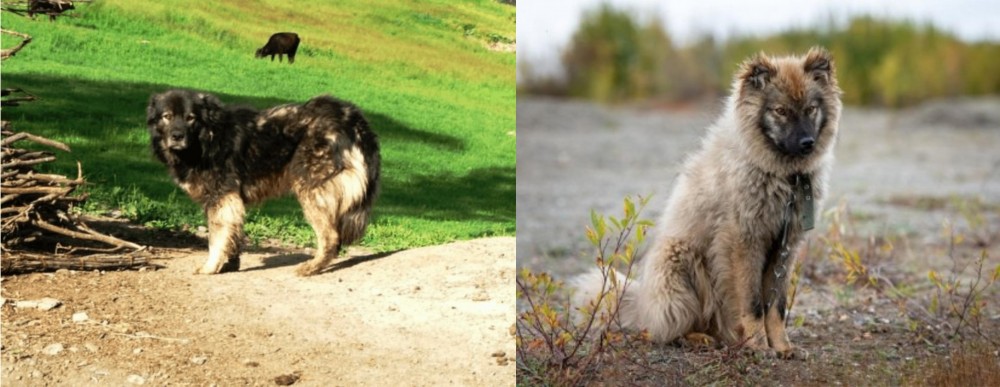 Nenets Herding Laika vs Kars Dog - Breed Comparison