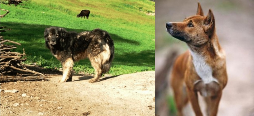 New Guinea Singing Dog vs Kars Dog - Breed Comparison
