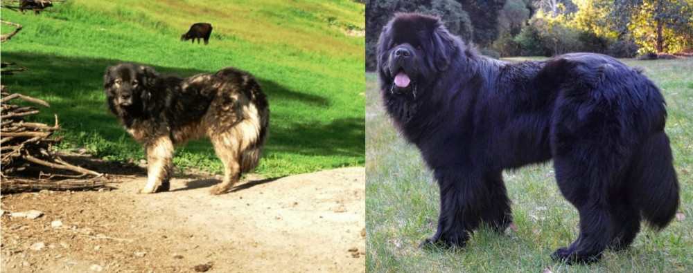 Newfoundland Dog vs Kars Dog - Breed Comparison