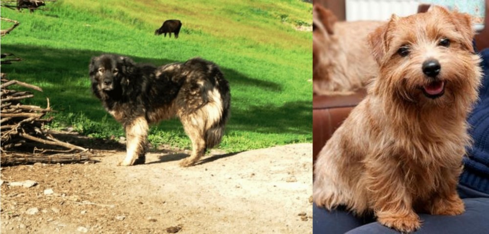 Norfolk Terrier vs Kars Dog - Breed Comparison