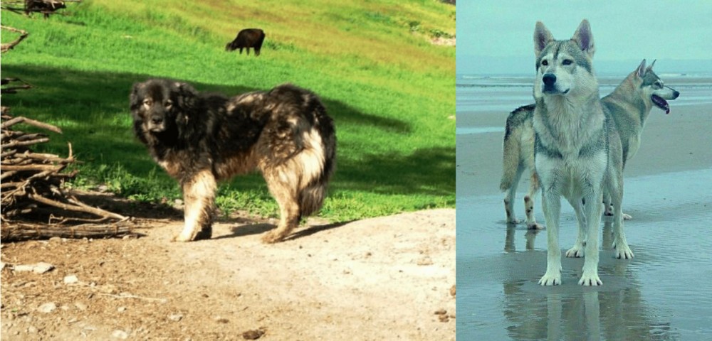 Northern Inuit Dog vs Kars Dog - Breed Comparison