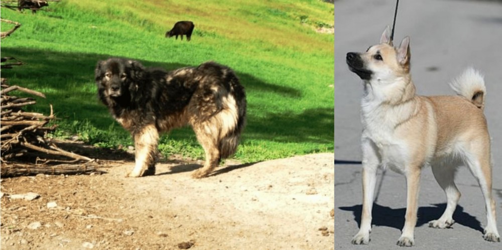 Norwegian Buhund vs Kars Dog - Breed Comparison