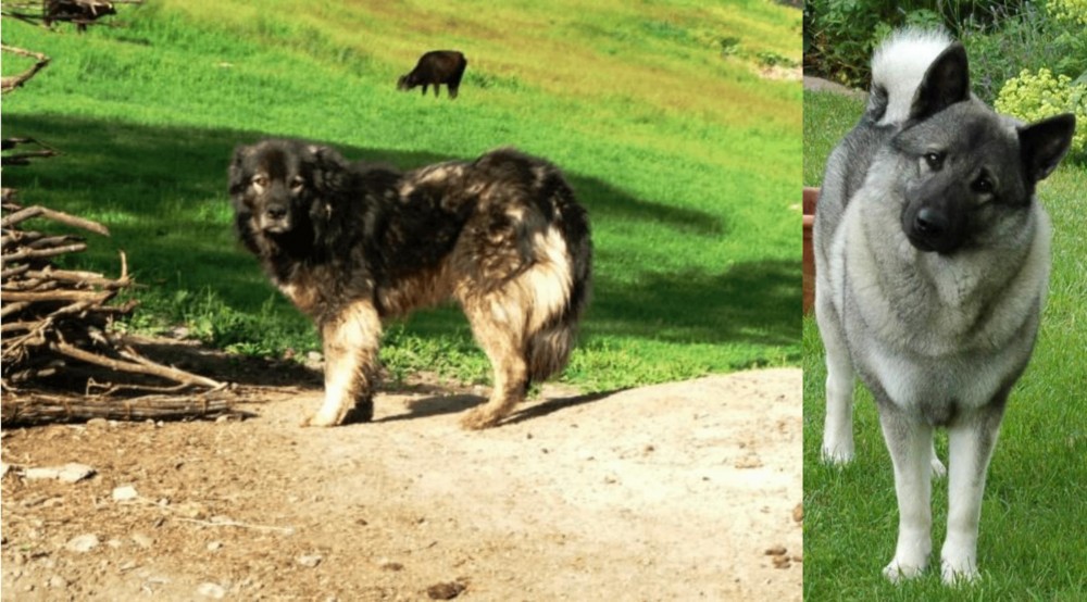 Norwegian Elkhound vs Kars Dog - Breed Comparison