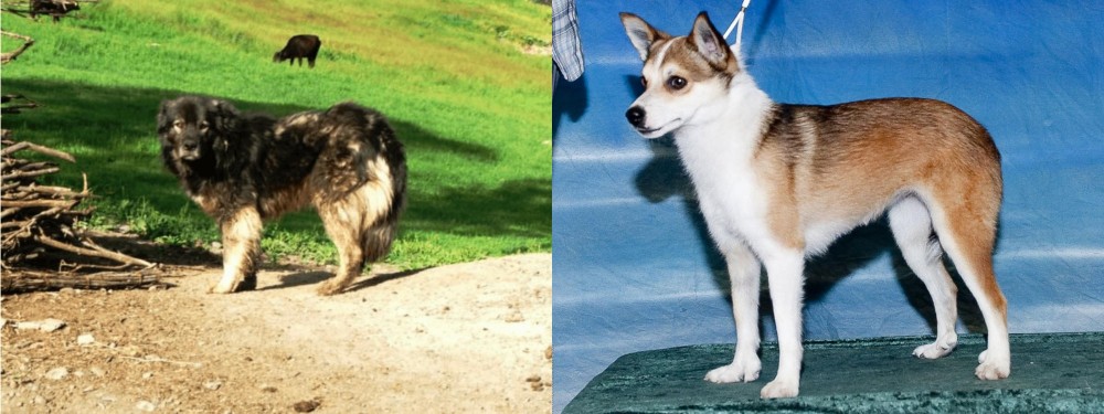 Norwegian Lundehund vs Kars Dog - Breed Comparison