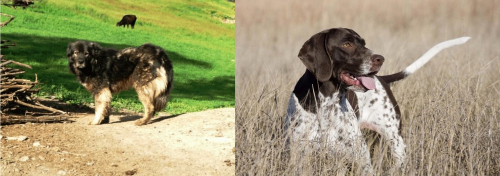Old Danish Pointer vs Kars Dog - Breed Comparison