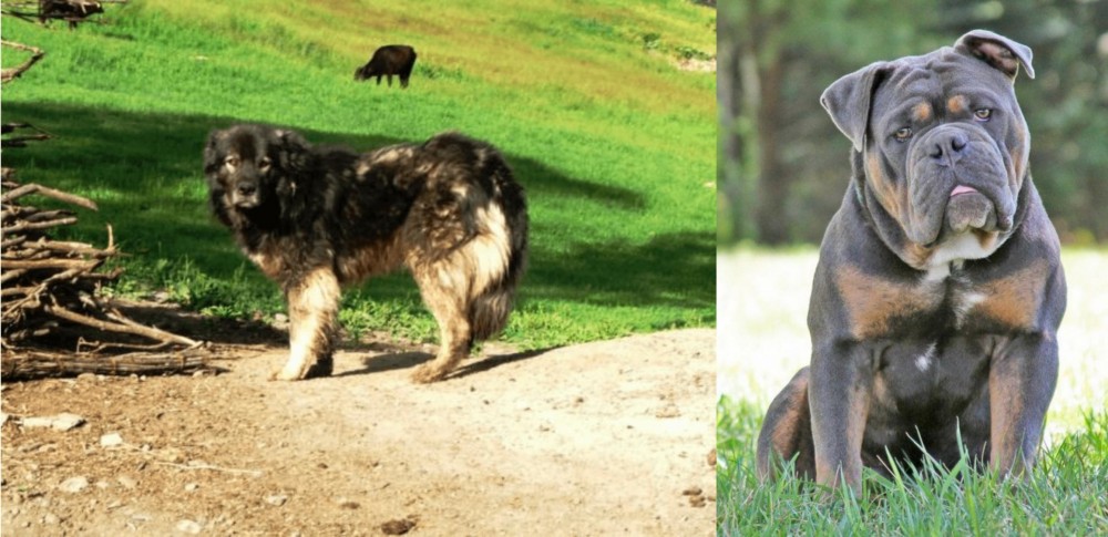 Olde English Bulldogge vs Kars Dog - Breed Comparison