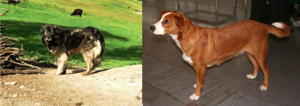 Osterreichischer Kurzhaariger Pinscher vs Kars Dog - Breed Comparison
