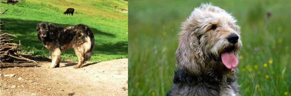 Otterhound vs Kars Dog - Breed Comparison