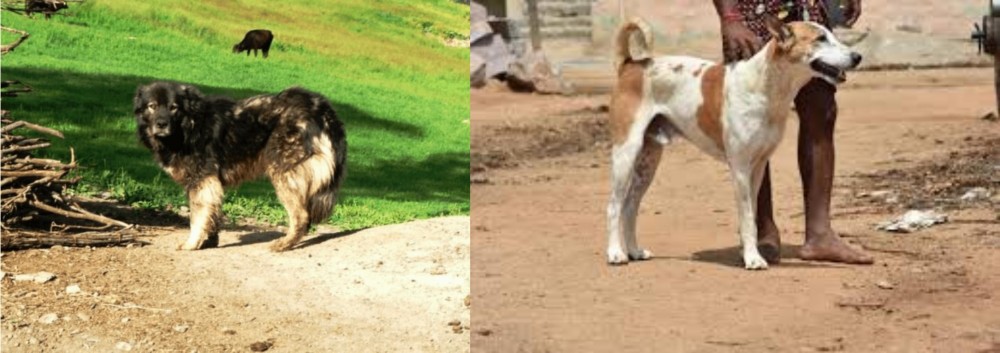 Pandikona vs Kars Dog - Breed Comparison