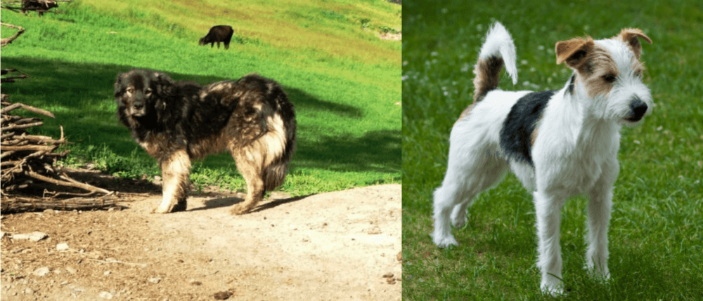 Parson Russell Terrier vs Kars Dog - Breed Comparison
