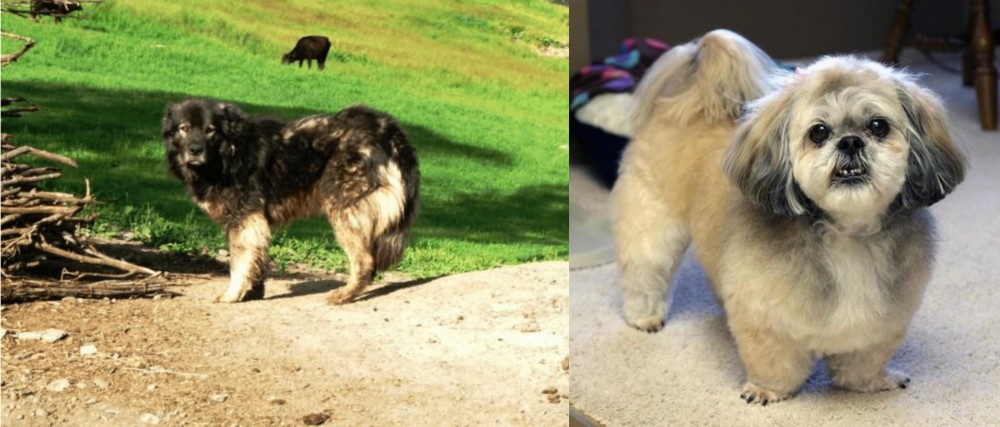 PekePoo vs Kars Dog - Breed Comparison