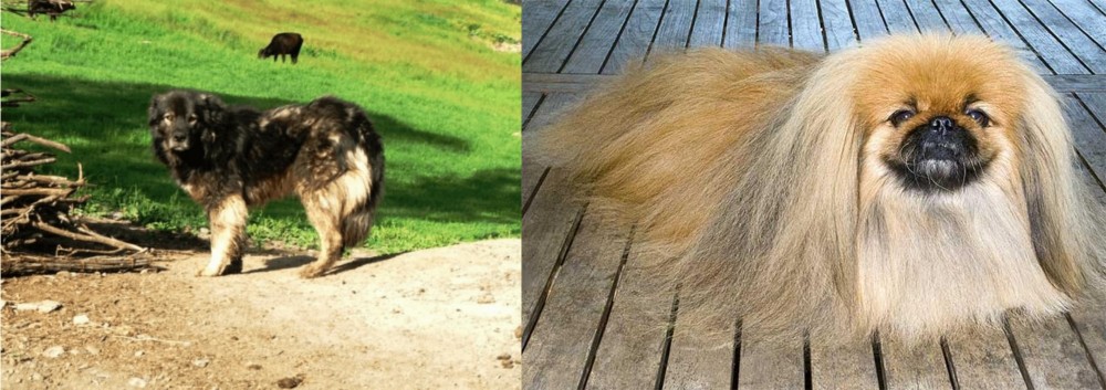 Pekingese vs Kars Dog - Breed Comparison