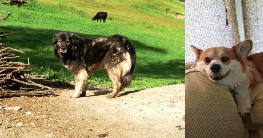 Pembroke Welsh Corgi vs Kars Dog - Breed Comparison