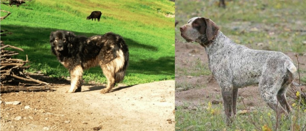 Perdiguero de Burgos vs Kars Dog - Breed Comparison