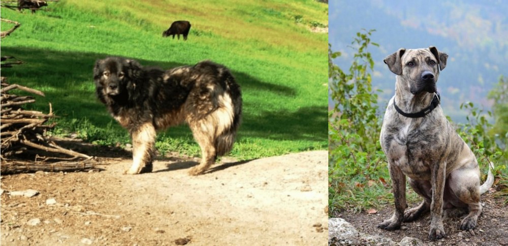 Perro Cimarron vs Kars Dog - Breed Comparison