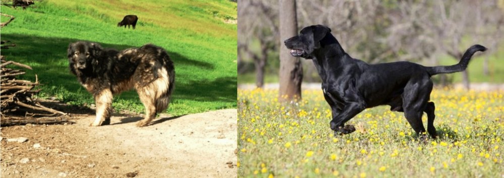 Perro de Pastor Mallorquin vs Kars Dog - Breed Comparison