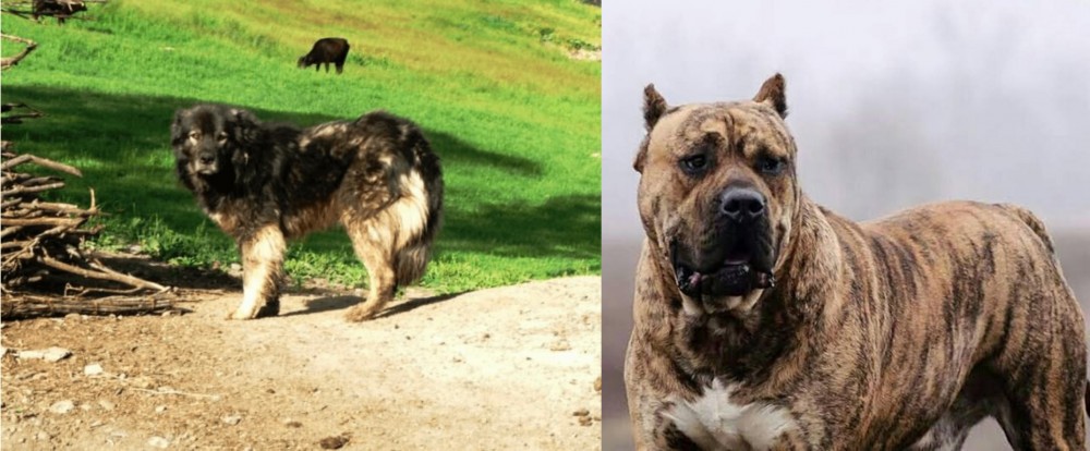 Perro de Presa Canario vs Kars Dog - Breed Comparison
