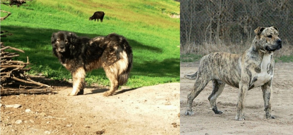 Perro de Presa Mallorquin vs Kars Dog - Breed Comparison