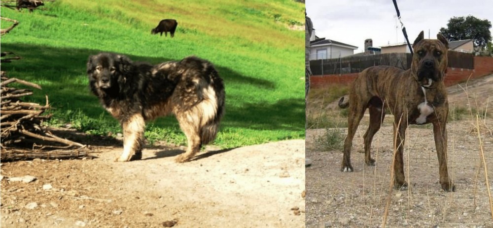 Perro de Toro vs Kars Dog - Breed Comparison