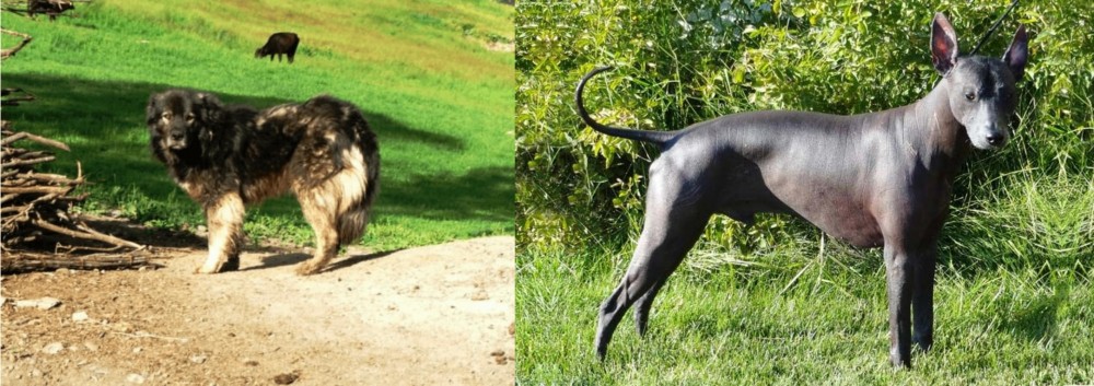 Peruvian Hairless vs Kars Dog - Breed Comparison